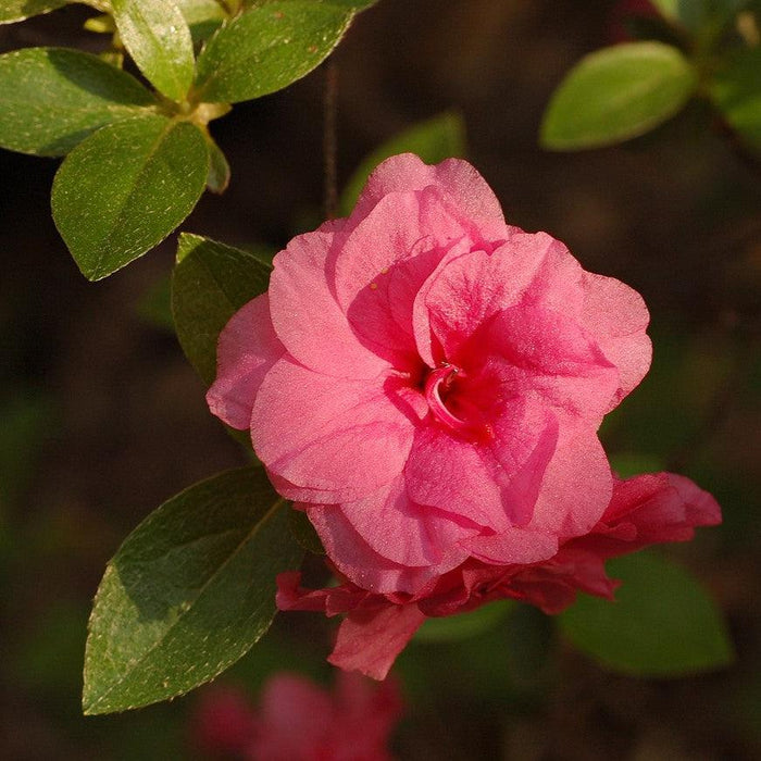 Azalea x 'Rosebud'  - Rosebud Azalea - Shipped