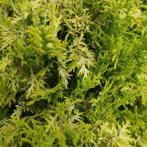 Soft Serve® Gold False Cypress - Shipped