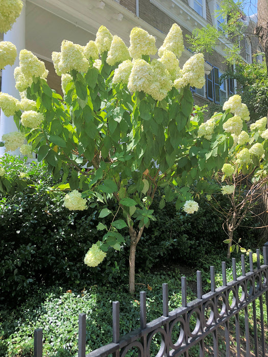 HYDRANGEA PAN. `LIMELIGHT` - TREE - In Store Pickup