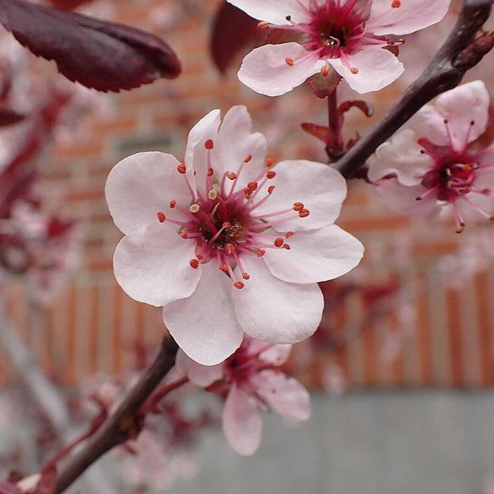 Purpleleaf Sandcherry - Shipped