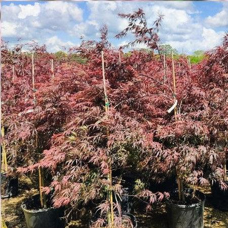 Acer palmatum var. dissectum 'Tamukeyama'  - Tamukeyama Japanese Maple - Shipped