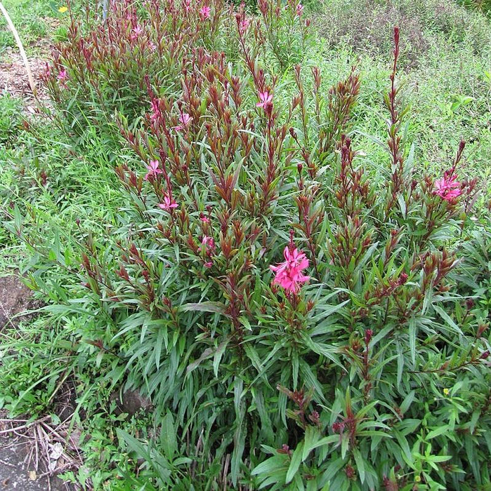 Gaura lindheimeri 'Kleau 04263'  - Belleza™ Dark Pink Gaura - Shipped