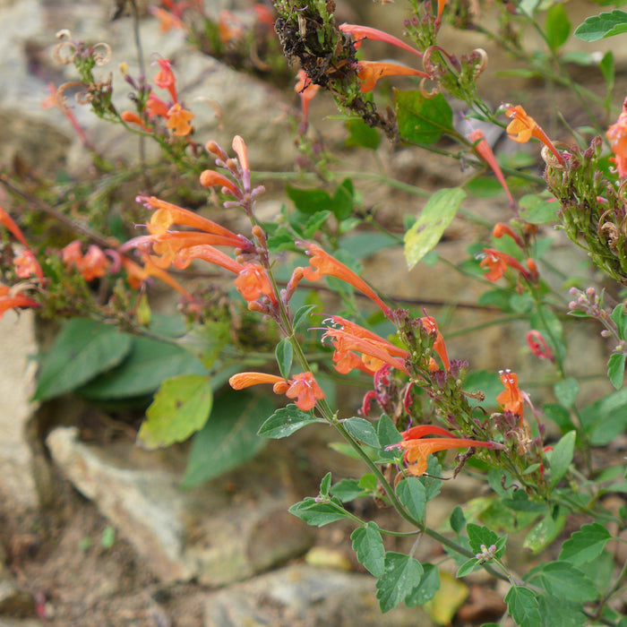Agastache ‘Kudos Mandarin’  - Kudos™ Mandarin Hummingbird Mint, Hyssop - Shipped