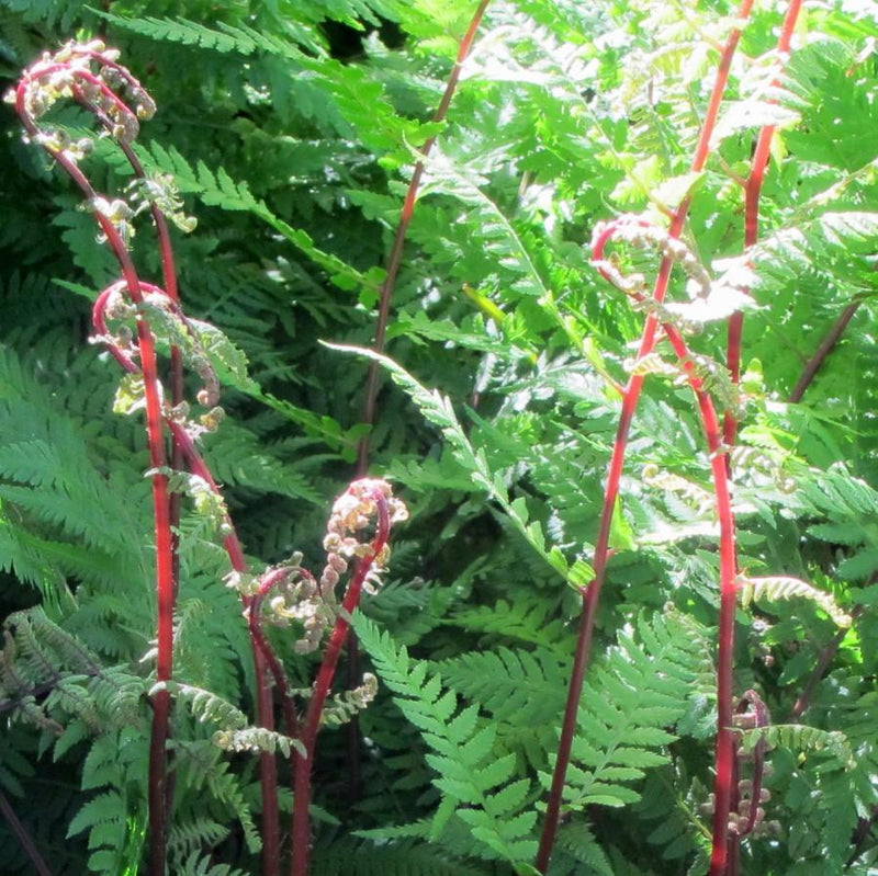 Lady in Red Fern, Northern Lady Fern - Shipped