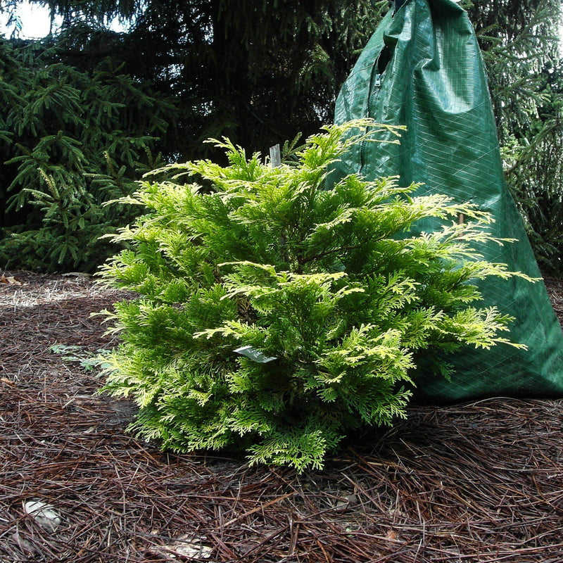 Golden Hinoki False Cypress - Shipped