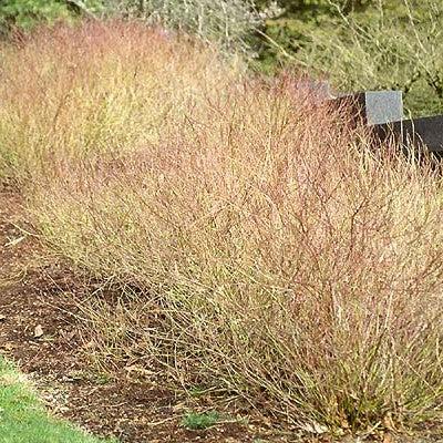 Cornus sericea 'Kelseyi'  - Kelseyi Red Twig Dogwood - Shipped