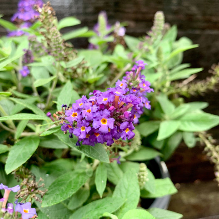 Buddleia davidii 'SMNBDBT' PP#28,794  - Pugster Blue® Dwarf Butterfly Bush - Shipped