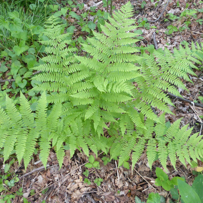 Dennstaedtia punctilobula  - Hayscented Fern - Shipped