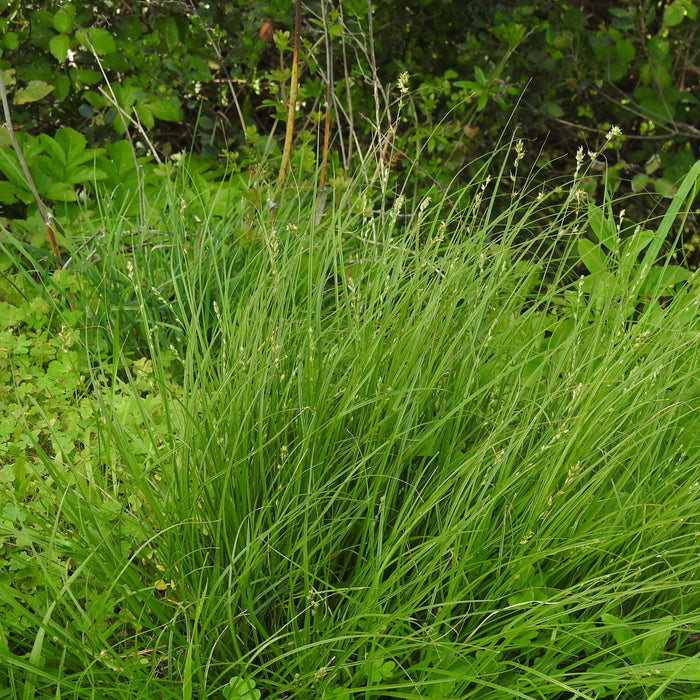 Carex divulsa  - Grassland Sedge - Shipped