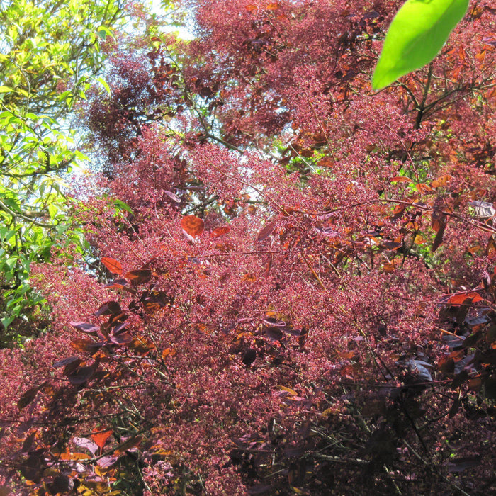 Cotinus coggygria 'Royal Purple'  - Royal Purple Smoke Tree - Shipped