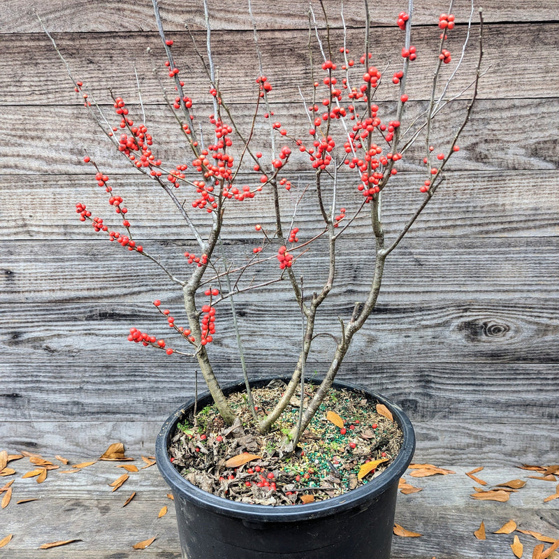 Winter Red Winterberry - Shipped