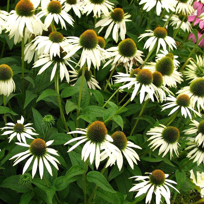 White Swan Echinacea, Coneflower - Shipped