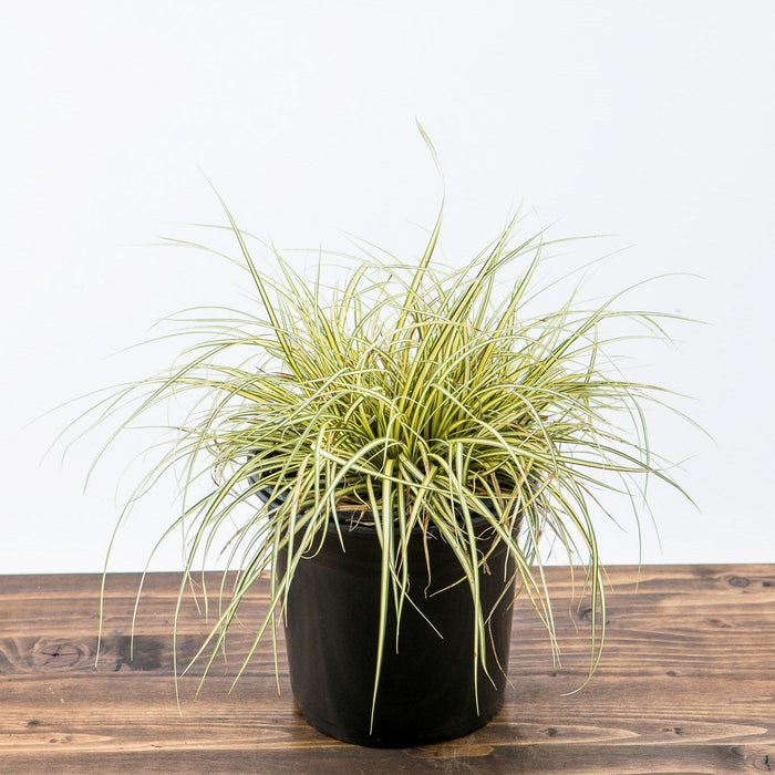 Carex oshimensis 'Evergold'  - Evergold Variegated Sedge - Shipped