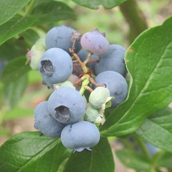 Patriot Highbush Blueberry - Shipped