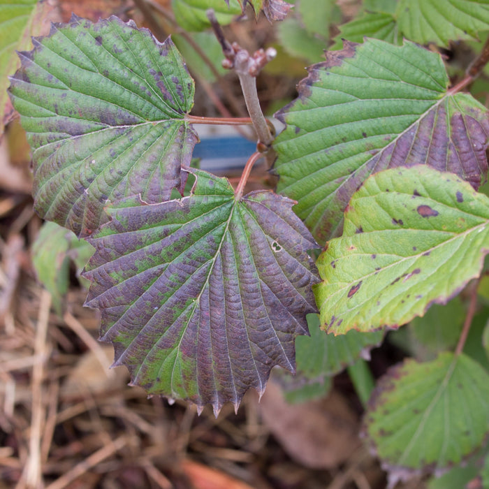 Viburnum dentatum 'Ralph Senior'  - Autumn Jazz® Viburnum - Shipped