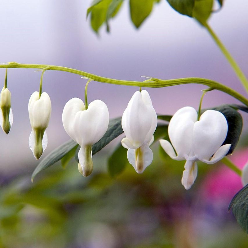 White Bleeding Heart - Shipped