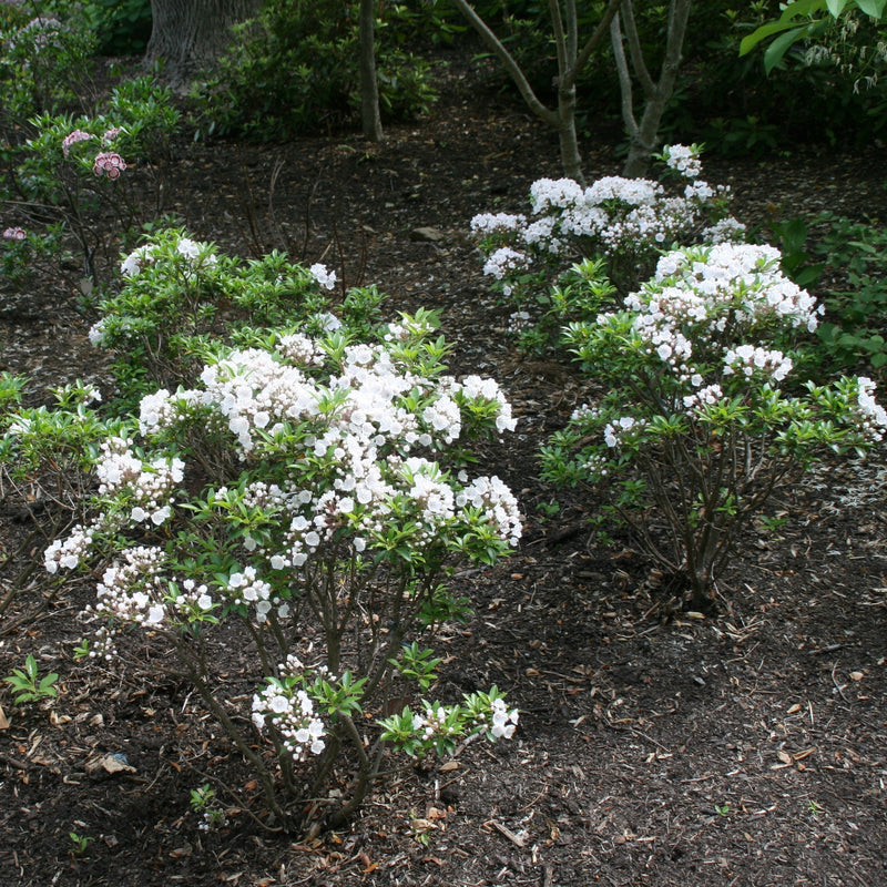 Elf Mountain Laurel - Shipped