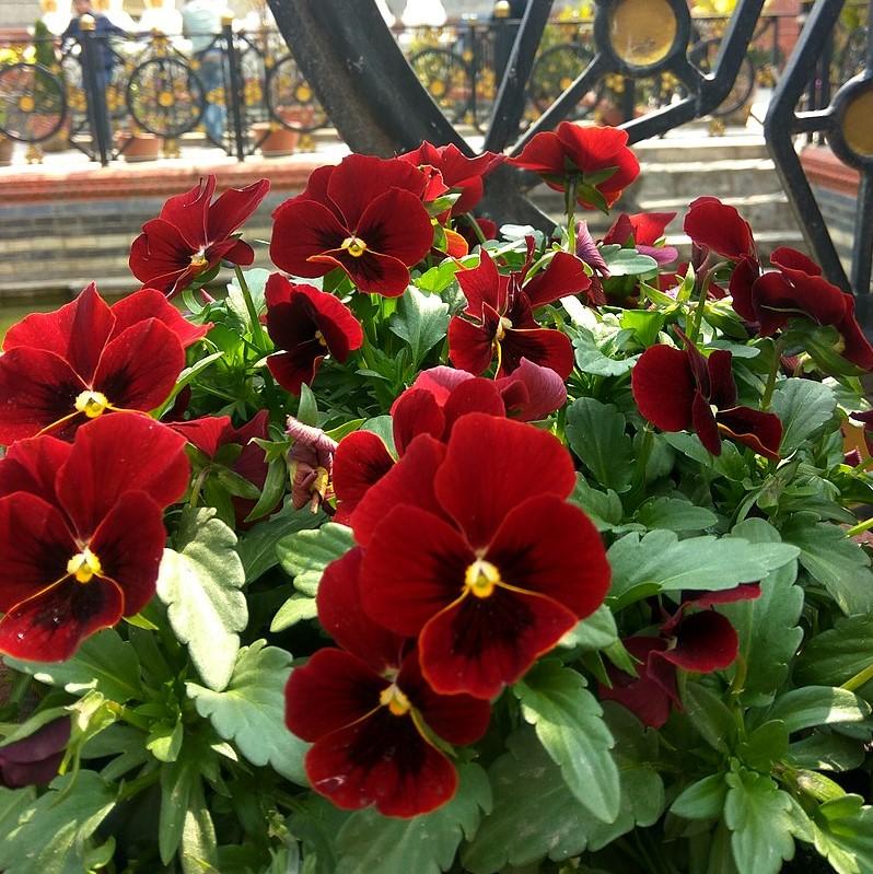 Penny™ Red Blotch Viola - Shipped