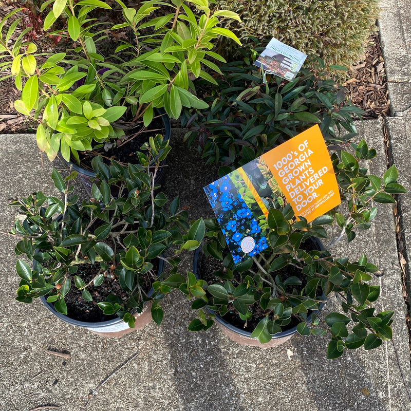 Burning Love™ Leucothoe - Shipped
