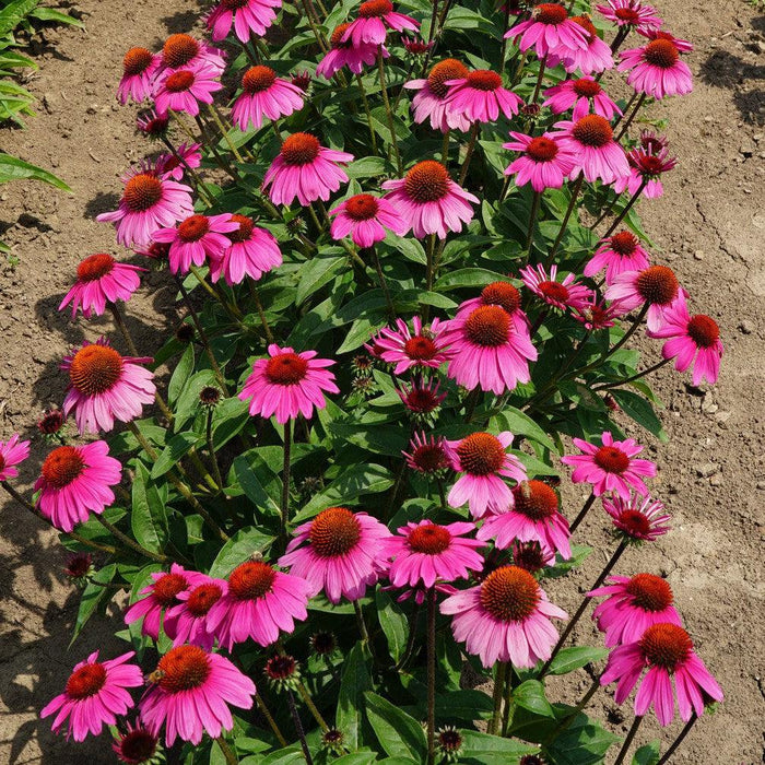 Echinacea x 'Balsomrosa' PP33011  - Sombrero® Rosada Coneflower - Shipped