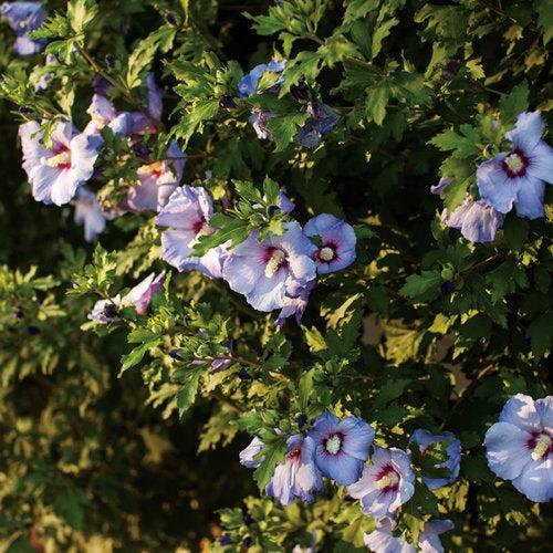 Azurri Blue Satin® Rose of Sharon - Shipped