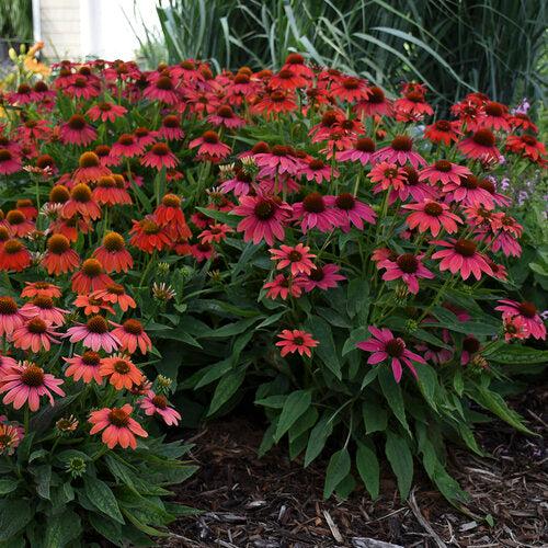 PW® Summersong™ Firefinch™ Coneflower - Shipped