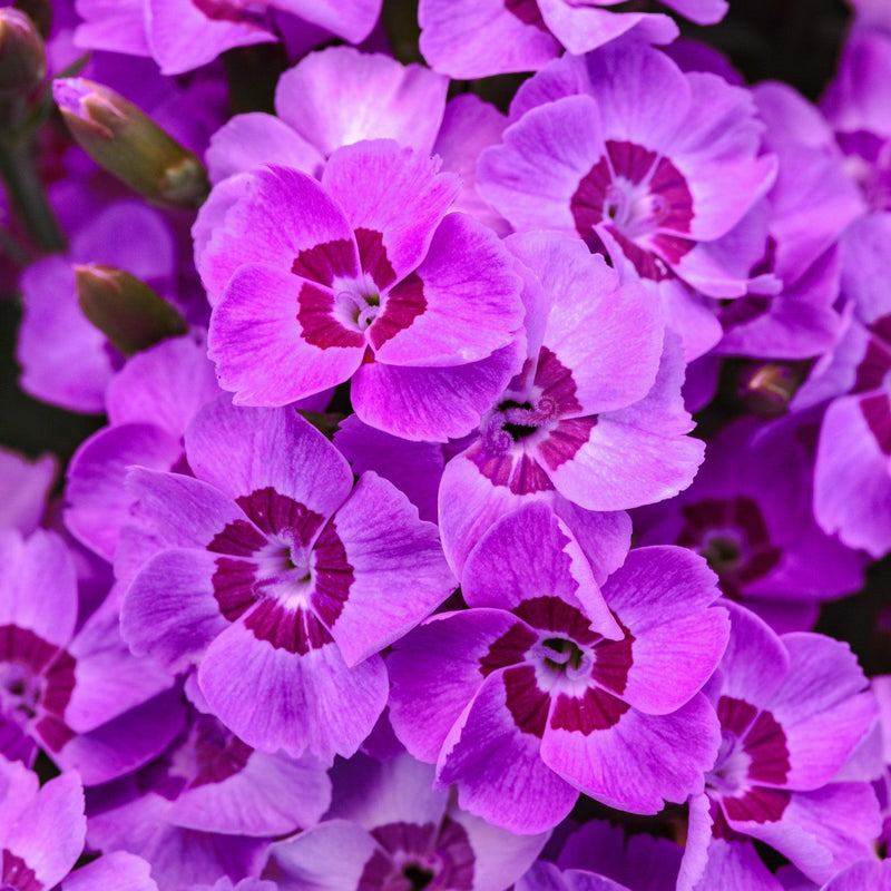 EverLast™ Violet Blue Dianthus - Shipped