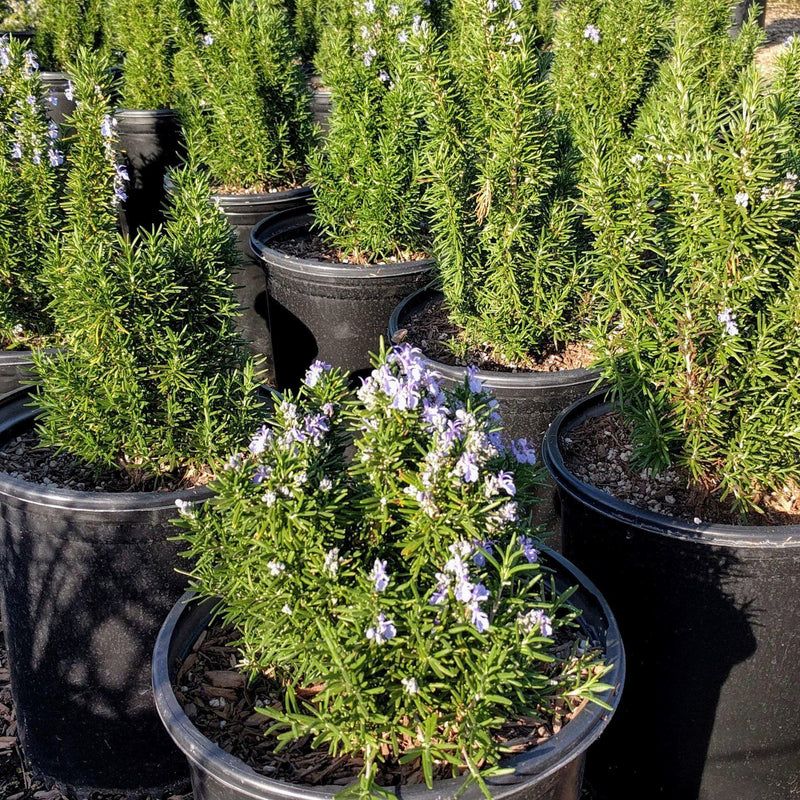 Tuscan Blue Rosemary - Shipped