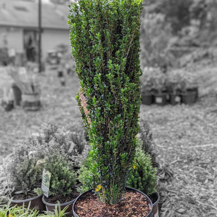 Ilex crenata 'Sky Pencil'  - Sky Pencil Japanese Holly - Shipped