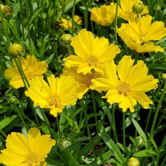 Coreopsis x 'Goldilocks'  - Lil' Bang™ Goldilocks Tickseed - Shipped