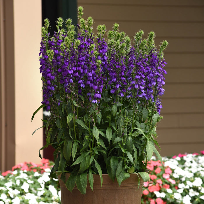 Lobelia x speciosa 'PAS1302712'  - Starship™ Blue Cardinal Flower - Shipped