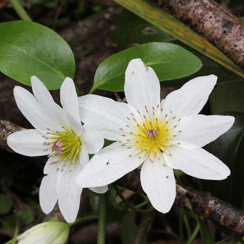Autumn Clematis - Shipped
