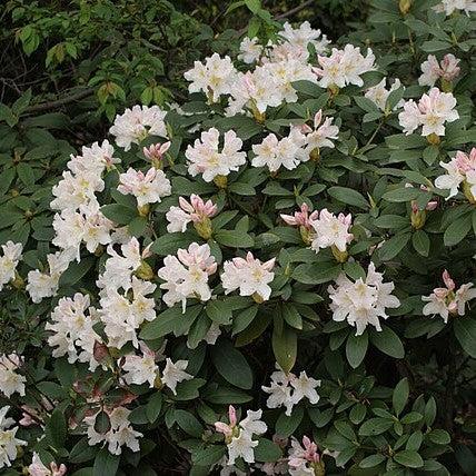 Cunningham's White Rhododendron - Shipped