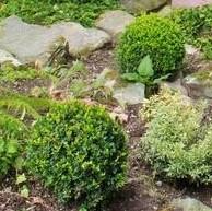 Baby Gem™ Boxwood - Shipped