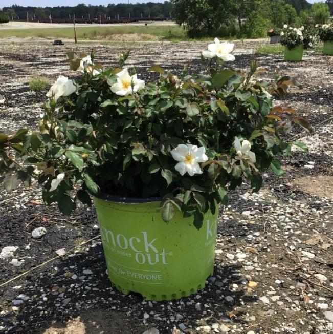 White Knock Out® Rose - Shipped