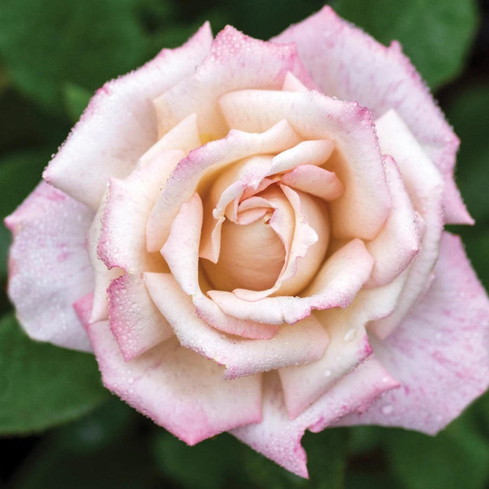 Rosa 'Meivanae'  - Pinkerbelle™ Rose - Shipped