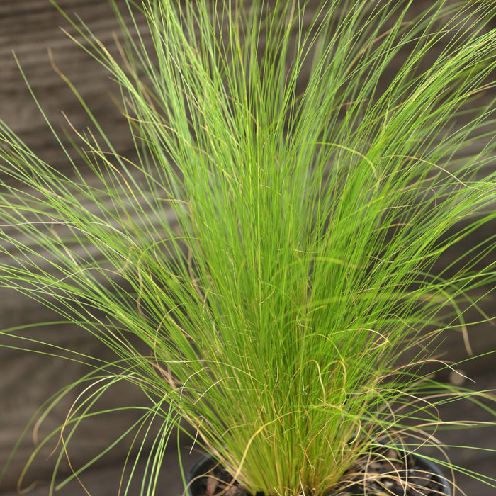 Nassella tenuissima  - Mexican Feather Grass - Shipped