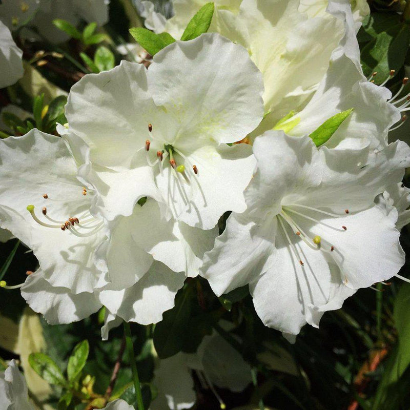 Pleasant White Azalea - Shipped