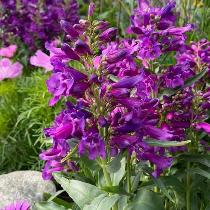 Penstemon 'Pristine Lilac Purple'  - Pristine Lilac Purple Beardtongue - Shipped