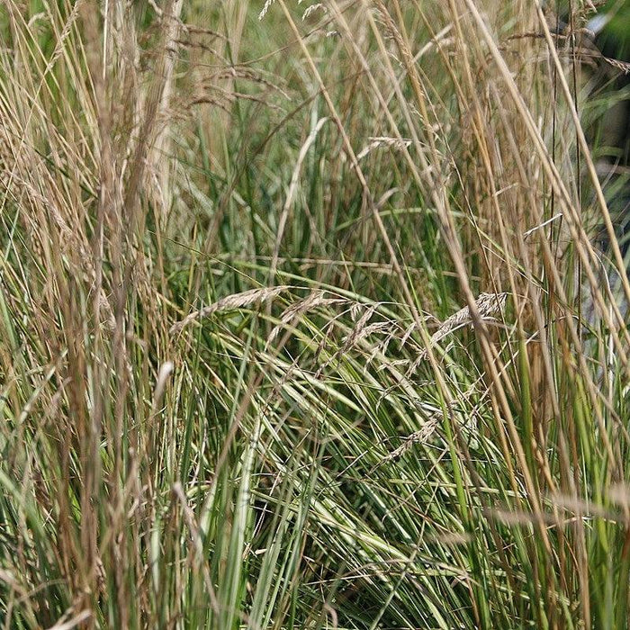 Calamagrostis x acutiflora 'Avalanche'  - Avalanche Feather Reed Grass - Shipped