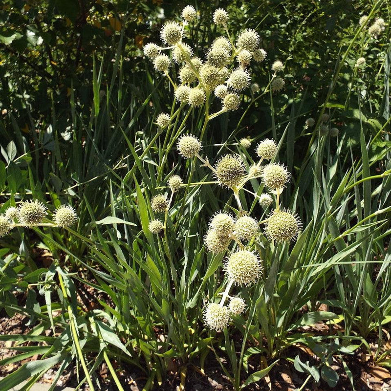 Rattlesnake Master - Shipped