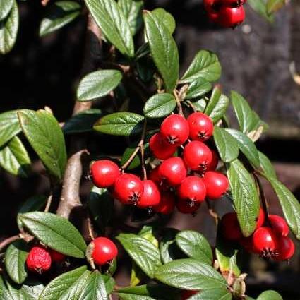 Coral Beauty Cotoneaster - Shipped