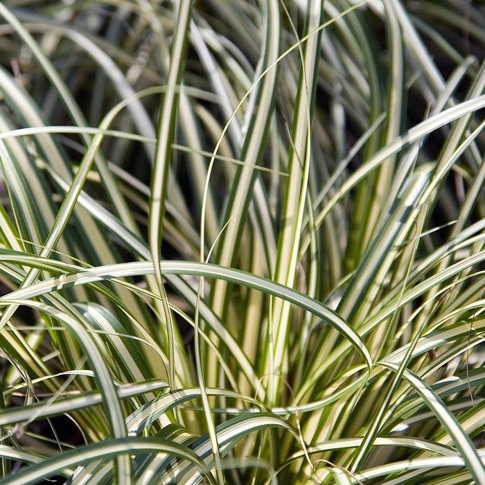 Carex oshimensis 'Evergold'  - Evergold Variegated Sedge - Shipped