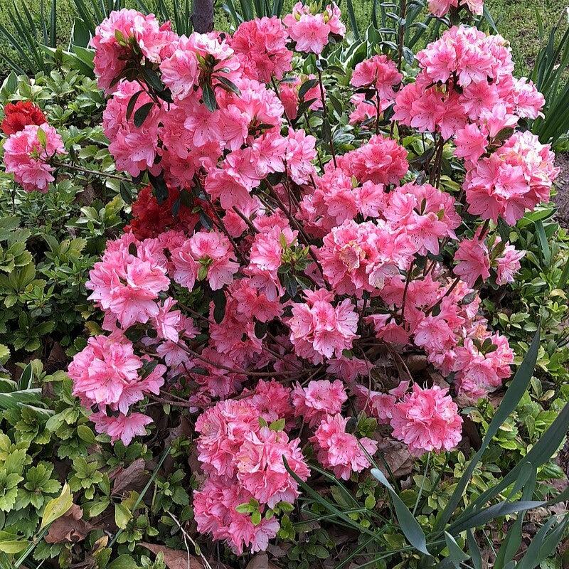 Blaauw's Pink Azalea - Shipped