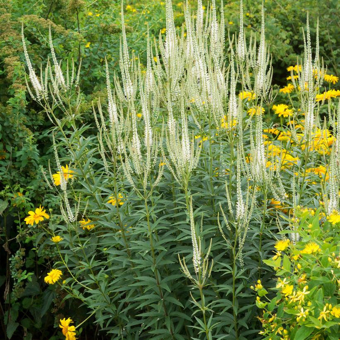Veronicastrum virginicum 'Album'  - White Culver's Root - Shipped