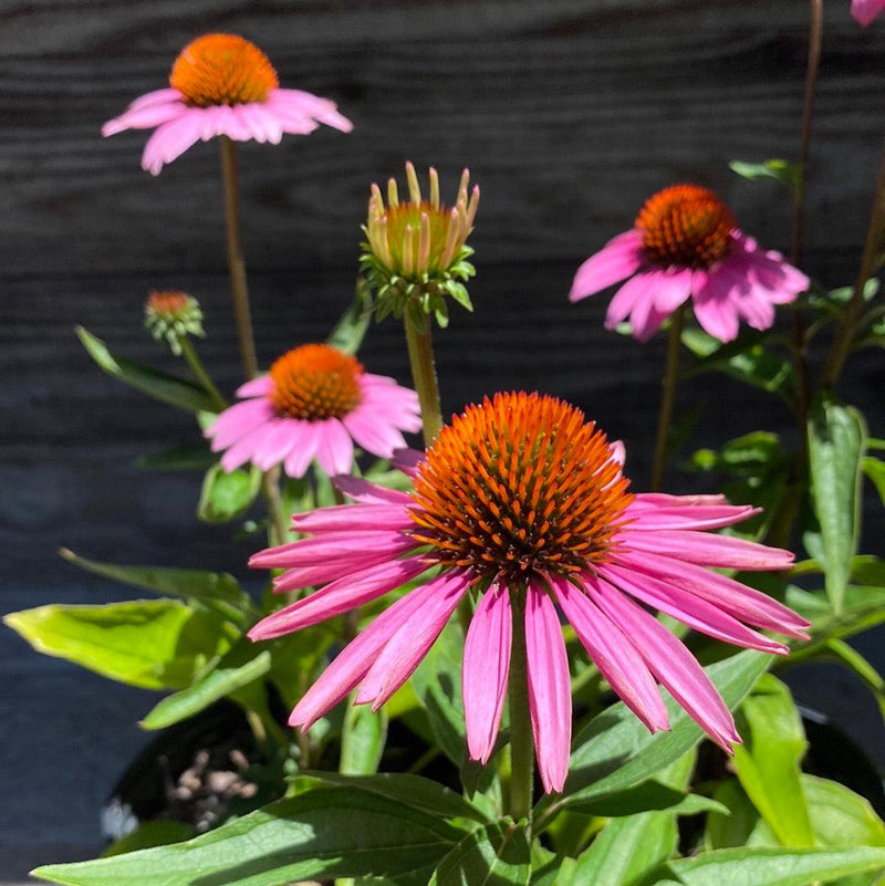 Magnus Echinacea, Coneflower - Shipped