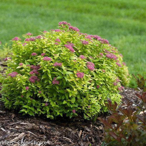 Double Play® Gold Spirea - Shipped