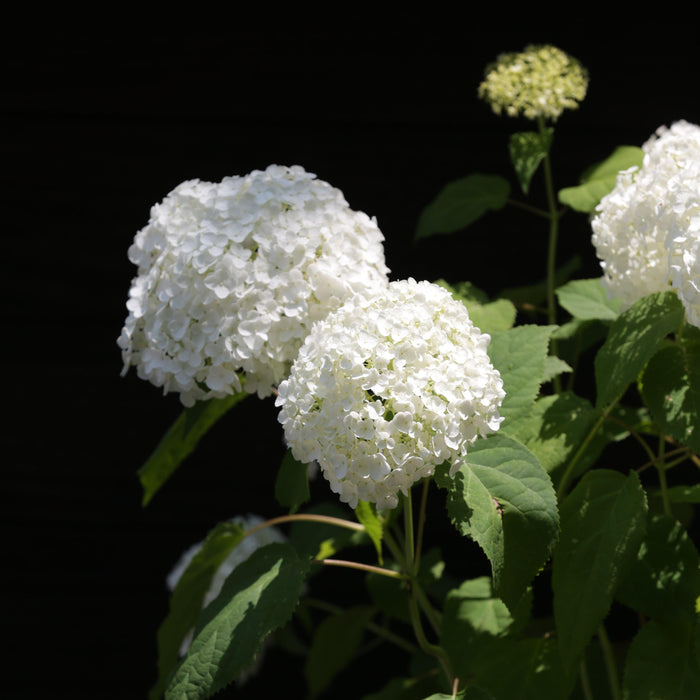 Hydrangea arborescens 'Annabelle'  - Mophead Hydrangea, Annabelle Hydrangea - Shipped