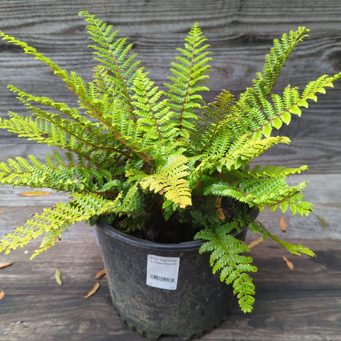 Polystichum polyblepharum  - Tassel Fern - Shipped