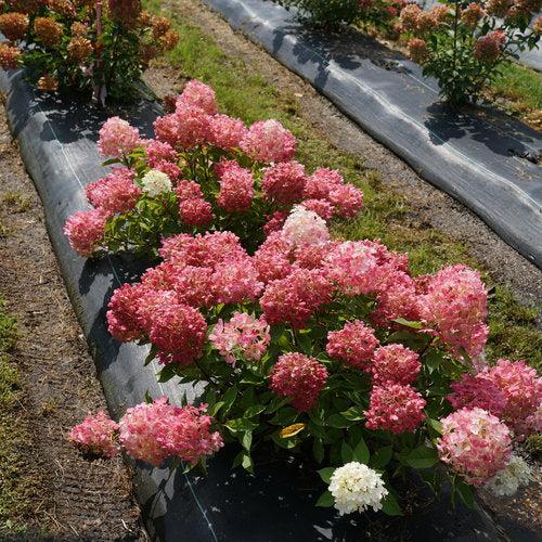 Proven Winners® Fire Light Tidbit® Hydrangea - Shipped